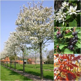 Ірга канадська (Amelanchier canadensis) / Stam 140-150 см / АЛЕ 8 см / контейнер