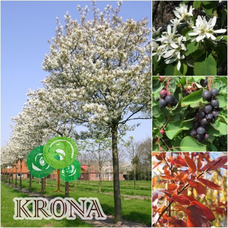 Саджанці купити Ірга канадська (Amelanchier canadensis) / Stam 140-150 см / АЛЕ 8 см / контейнер
