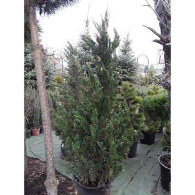 Саджанці купити Ялівець китайський (Juniperus chinensis) "Stricta Variegata" / H140 см+/ ком