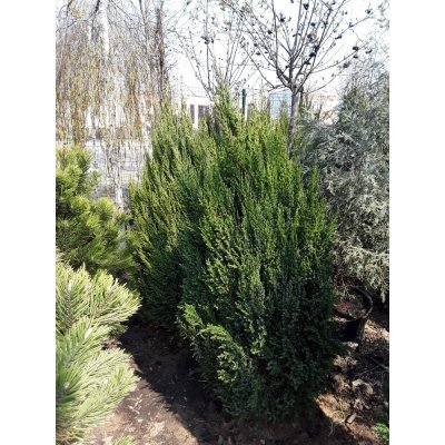 Саджанці купити Можжевельник китайский (Juniperus chinensis) "Stricta" /Н 140 см+/ ком 