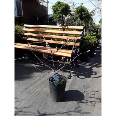 Саджанці купити Магнолія зірчаста (Magnolia stellata)/H 50-60 см/контейнер С7 L