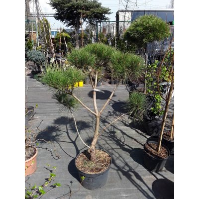 Саджанці купити Сосна густокольорова (Pinus densiflora) "Compacta" Ніваки /H 80хD100 см/контейнер