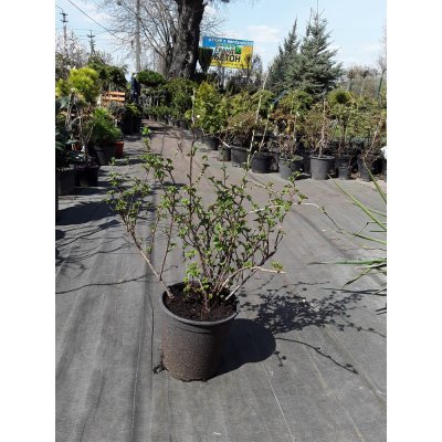 Саджанці купити Аґрус (Ribes uva-crispa) сорти/контейнер С7 L