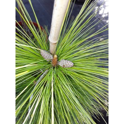 Саджанці купити Сосна веймутова (Pinus strobus) "Macopin"/Stam 30-60 см/D 60-80 см/кому