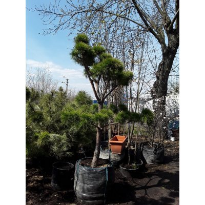 Саджанці купити Сосна звичайна "Нивакі" (Pinus Sylvestris "Niwaki") / H 180-220хD120 см / контейнер