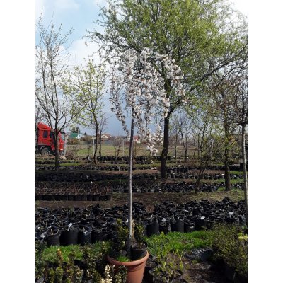 Саджанці купити Черешня плакуча (Prunus pendula) / Stam 180-210 см / АЛЕ 12 см / контейнер