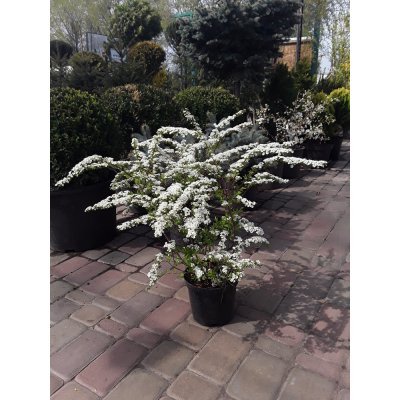 Саджанці купити Спірея сіра (Spiraea cinerea) "Grefsheim" / контейнер C3, C5 L