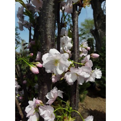 Саджанці купити Сакура (Prunus serrulata) "Amanogawa" /H 400+ см/НО 25-30 см/ ком