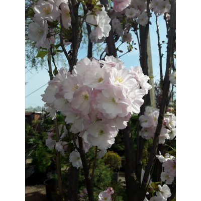 Саджанці купити Сакура (Prunus serrulata) "Amanogawa" /H 400+ см/НО 25-30 см/ ком