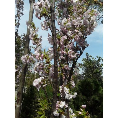 Саджанці купити Сакура (Prunus serrulata) "Amanogawa" /H 400+ см/НО 25-30 см/ ком