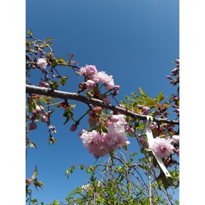 Саджанці купити Сакура (Prunus serrulata) "Kiku-Shidare" / H 200-250 см / АЛЕ 10-13  см / ком