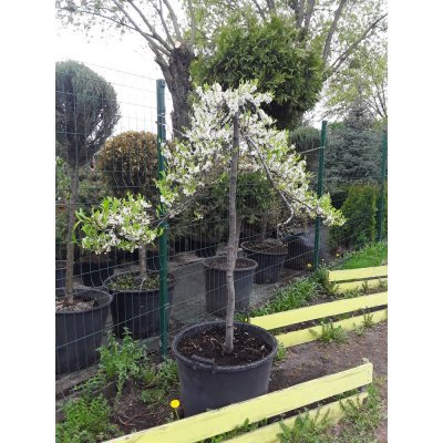 Саджанці купити Приземиста слива (Prunus pumila) ''Depressa'' плакуча форма /Stam130-150 см/АЛЕ 8-10 см/контейнер
