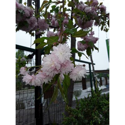 Саджанці купити Сакура (Prunus serrulata) "Kiku-Shidare" / H 200-250 см / АЛЕ 10-13  см / ком