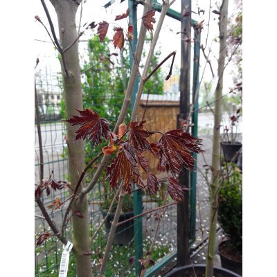 Саджанці купити Клен гостролистий (Acer platanoides) "Royal Red" /H 300+ см/НО 15-16 см/ контейнер