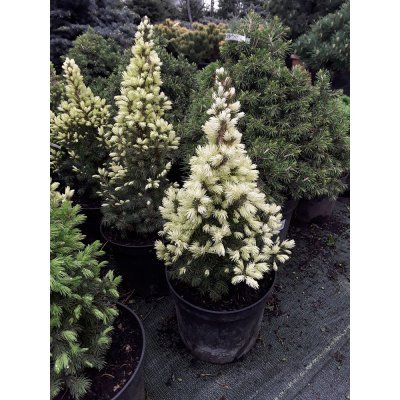 Саджанці купити Ялина канадська "Daisy's White" / Н 40-50 см / контейнер C5 L