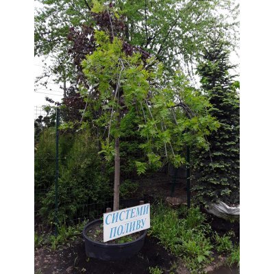 Саджанці купити Ясен звичайний (Fraxinus excelsior) "Pendula" / Stam160-190см / НО20-22см / контейнер