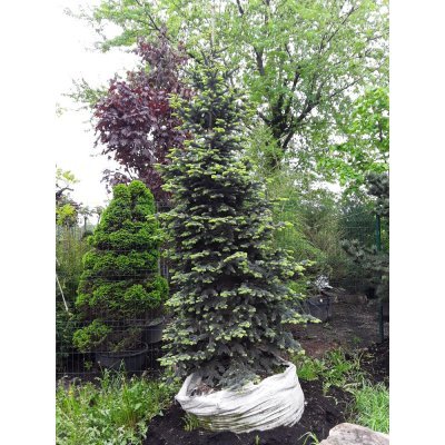 Саджанці купити Ялиця гірська (Abies lasiocarpa) "Argentea" / H 350 см / контейнер