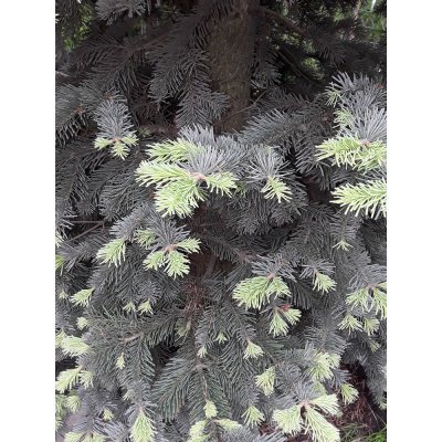 Саджанці купити Ялиця гірська (Abies lasiocarpa) "Argentea" / H 350 см / контейнер