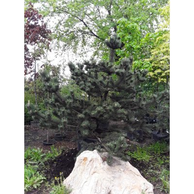 Саджанці купити Сосна чорна (Pinus nigra) "Oregon Green" /H 220-240 см+/ кому
