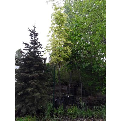 Саджанці купити Клен гостролистий (Acer platanoides) ''Drummondii" /Н 300-350 см/НО 11-13 см/ком