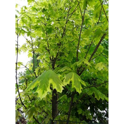 Саджанці купити Клен гостролистий (Acer platanoides) ''Drummondii" /Н 300-350 см/НО 11-13 см/ком