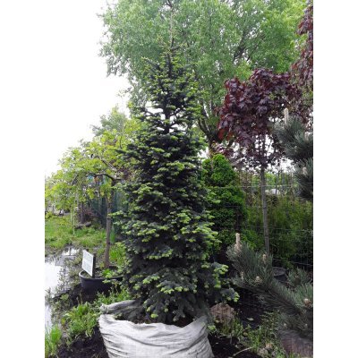 Саджанці купити Ялиця гірська (Abies lasiocarpa) "Argentea" / H 350 см / контейнер