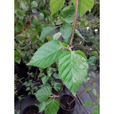 Саджанці купити Береза корисна (Betula papyrifera) "Jackemonti" / H 210-230 см / контейнер
