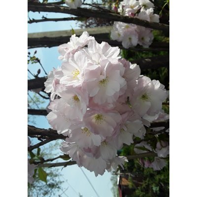Саджанці купити Сакура (Prunus serrulata) "Amanogawa" /H 400+ см/НО 25-30 см/ ком