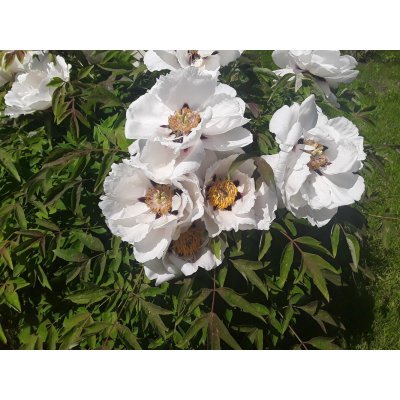 Саджанці купити Півонія деревоподібна Рока (лат. Paeonia rockii) / Н 60 см +/ контейнер С20 L