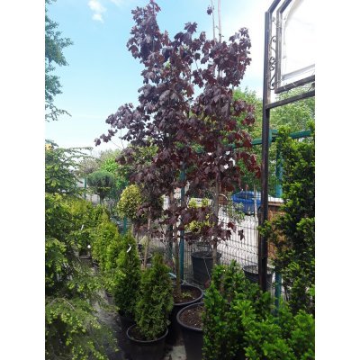 Саджанці купити Клен гостролистий (Acer platanoides) "Crimson Sentry" /Н 400+см/АЛЕ 12-14 см /контейнер