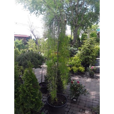 Саджанці купити Карагана деревоподібна (Caragana arborescens) ''Walker" /Stam 180 см/АЛЕ 8 см/ контейнер