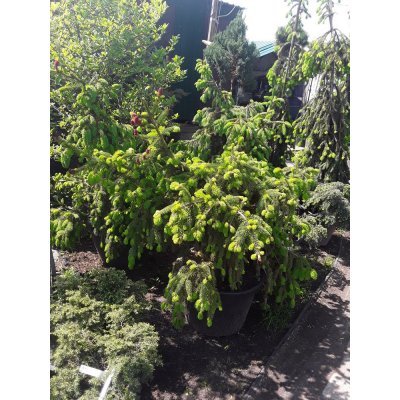 Саджанці купити Ялина звичайна (Picea abies) "Acrocona" / H100 см / D 130 см / контейнер