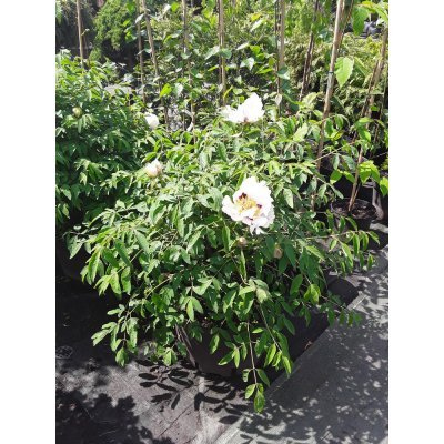 Саджанці купити Півонія деревоподібна Рока (лат. Paeonia rockii) / Н 60 см +/ контейнер С20 L