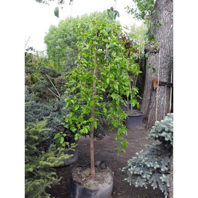 Саджанці купити Шовковиця  (Morus nigra) "Pendula"/Stam150-180 см/НО 8-12см/ big bag