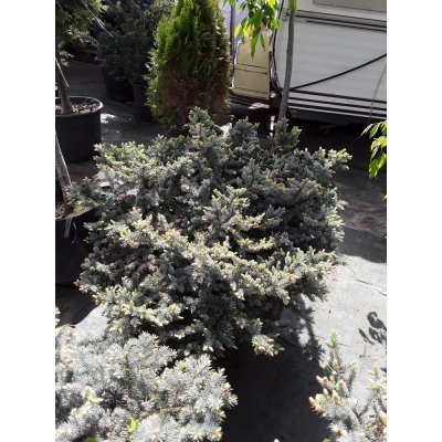 Саджанці купити Ялина колюча "Глаука Глобоза" (Picea pungens) "Glauca Globosa" / Н60хD60 см / контейнер 35 L