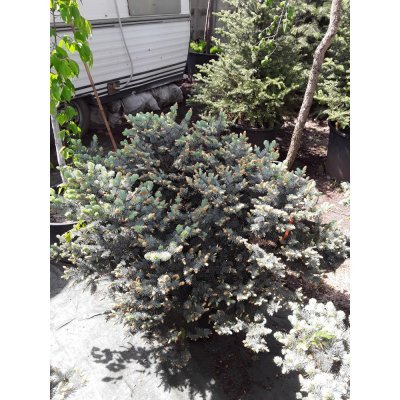 Саджанці купити Ялина колюча "Глаука Глобоза" (Picea pungens) "Glauca Globosa" / Н60хD60 см / контейнер 35 L