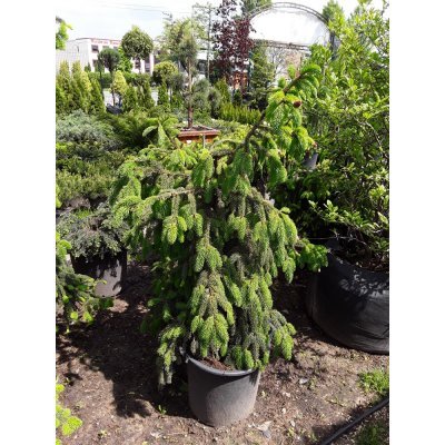 Саджанці купити Ялина звичайна (Picea abies) "Acrocona" / H100 см / D 130 см / контейнер