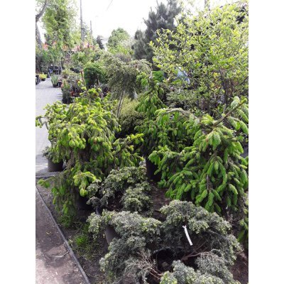 Саджанці купити Ялина звичайна (Picea abies) "Acrocona" / H100 см / D 130 см / контейнер
