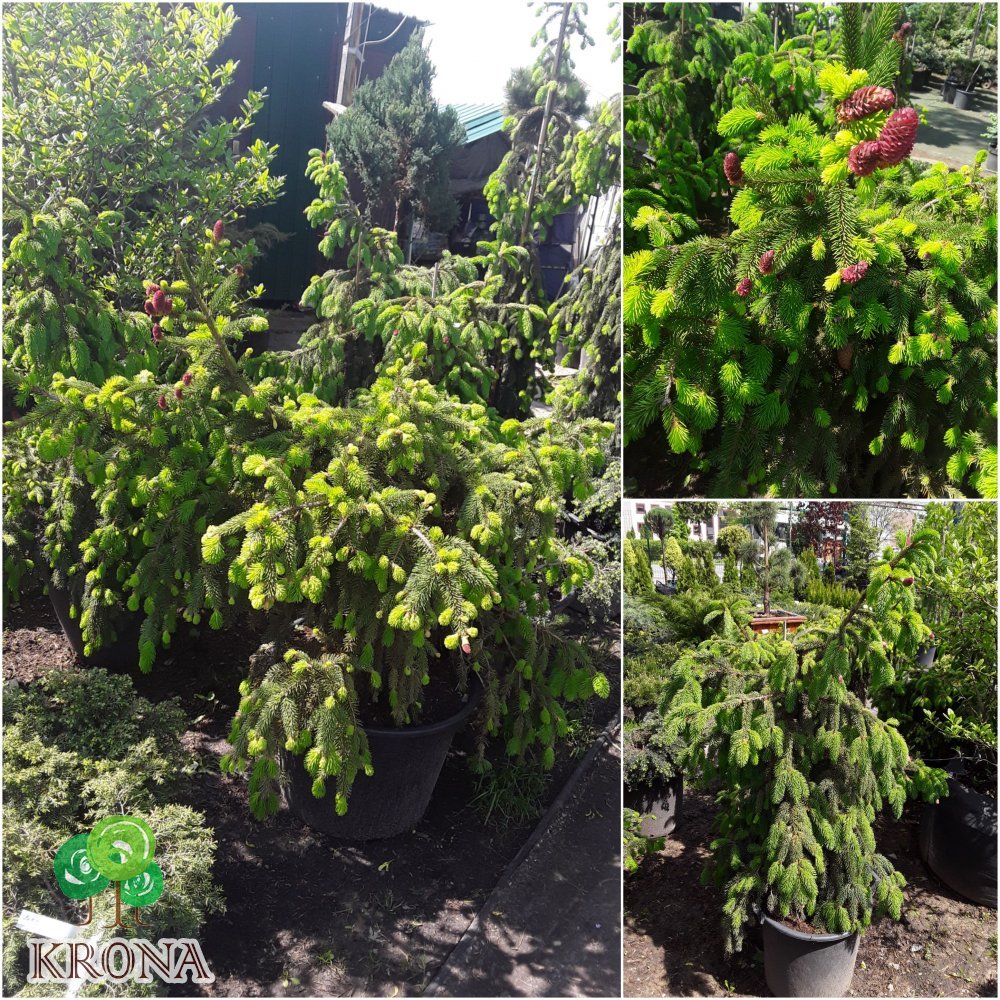 Саджанці купити Ялина звичайна (Picea abies) "Acrocona" / H100 см / D 130 см / контейнер