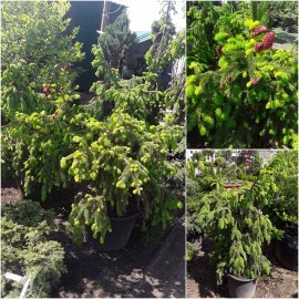 Ялина звичайна (Picea abies) "Acrocona" / H100 см / D 130 см / контейнер