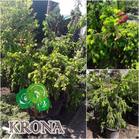 Саджанці купити Ялина звичайна (Picea abies) "Acrocona" / H100 см / D 130 см / контейнер