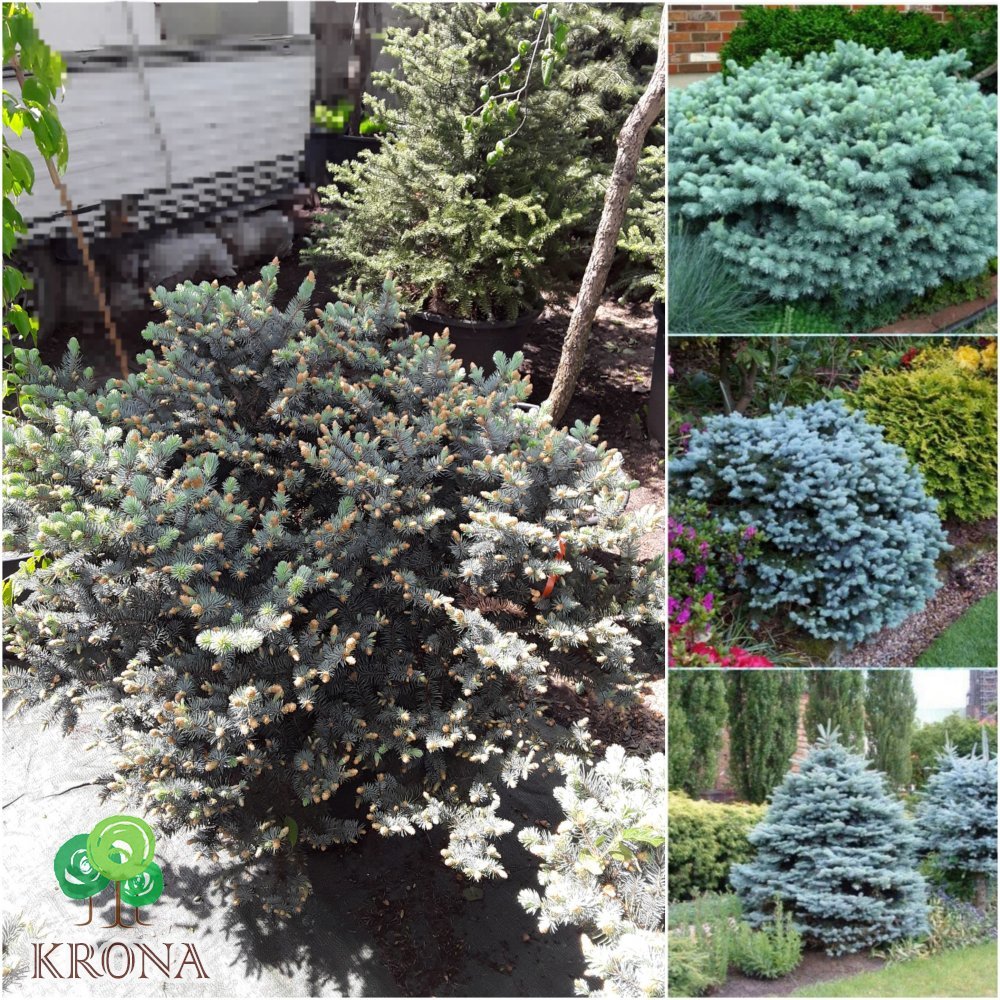 Саджанці купити Ялина колюча "Глаука Глобоза" (Picea pungens) "Glauca Globosa" / Н60хD60 см / контейнер 35 L