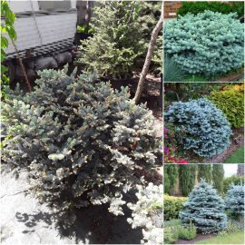 Ялина колюча "Глаука Глобоза" (Picea pungens) "Glauca Globosa" / Н60хD60 см / контейнер 35 L