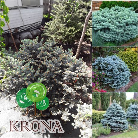 Саджанці купити Ялина колюча "Глаука Глобоза" (Picea pungens) "Glauca Globosa" / Н60хD60 см / контейнер 35 L