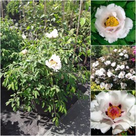 Півонія деревоподібна Рока (лат. Paeonia rockii) / Н 60 см +/ контейнер С20 L