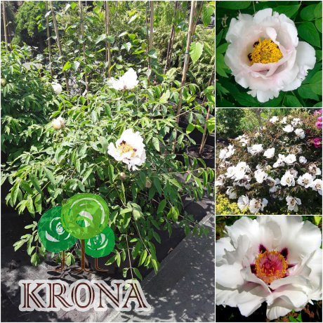 Саджанці купити Півонія деревоподібна Рока (лат. Paeonia rockii) / Н 60 см +/ контейнер С20 L