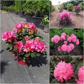 Рододендрон "Royal Candy" / контейнер С5 L