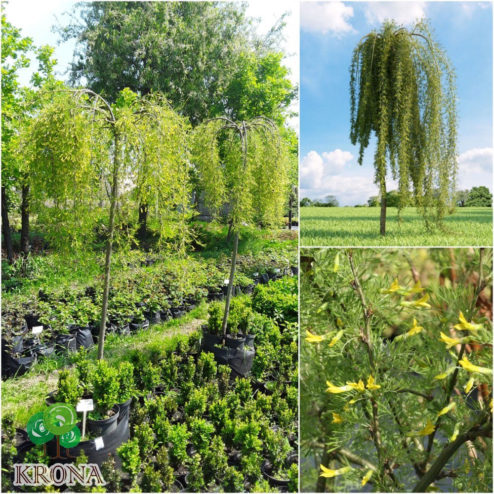 Саджанці купити Карагана деревоподібна (Caragana arborescens) ''Walker" /Stam 180 см/АЛЕ 8 см/ контейнер