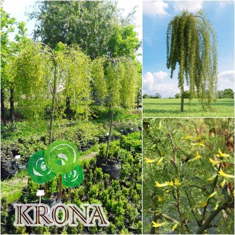 Саджанці купити Карагана деревоподібна (Caragana arborescens) ''Walker" /Stam 180 см/АЛЕ 8 см/ контейнер