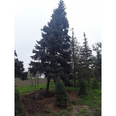 Саджанці купити Ялина колюча сиза (Picea pungens Glauca) кому / H 500-600 см/ ком